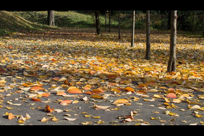 Outono começa neste domingo e será marcado pelo começo do frio em Mato Grosso do Sul