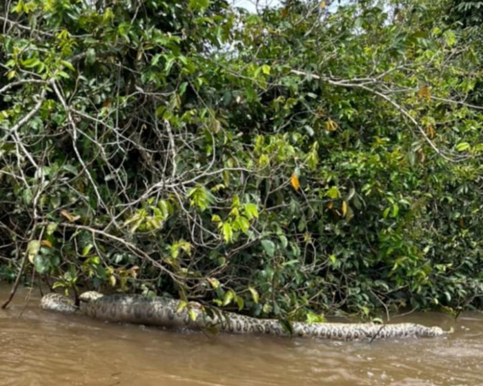Pescador registra foto de sucuri de 5 metros morta no Rio Sucuriú em Paraíso das Águas