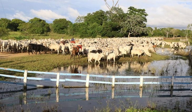 Abate de animais orgânicos e sustentáveis do Pantanal de MS triplicou em 2021