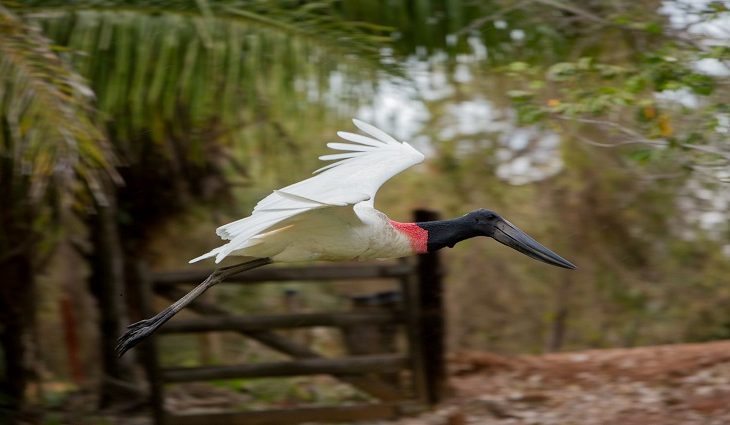 Com o Pantanal em evidência, FundturMS capacita agentes de turismo na Convenção da Operadora Schultz