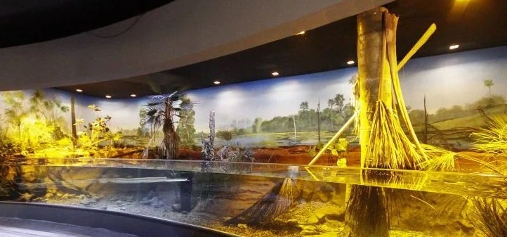 Circuito interno de tanques do Aquário do Pantanal começa a receber peixes