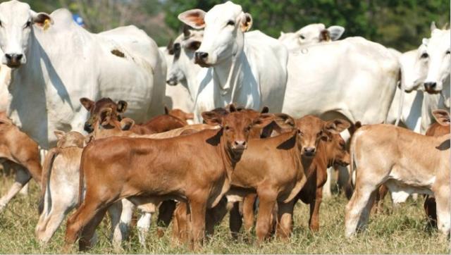 Na pecuária de cria, investir é essencial para ter resultado a longo prazo