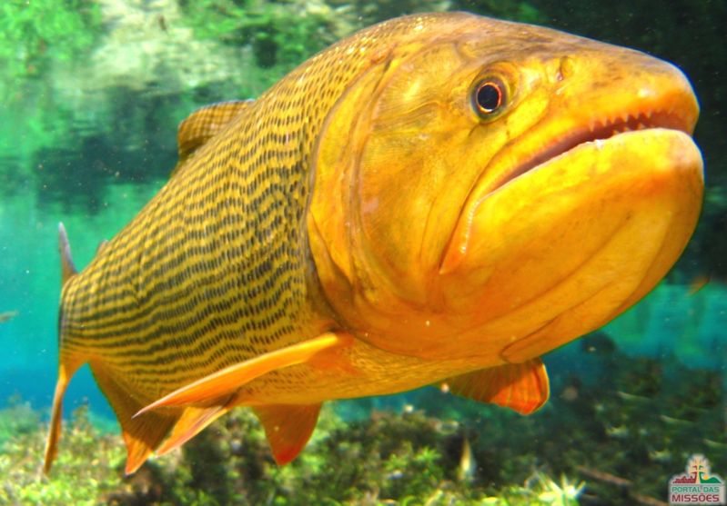 Pesca do Dourado segue proibida em Mato Grosso do Sul