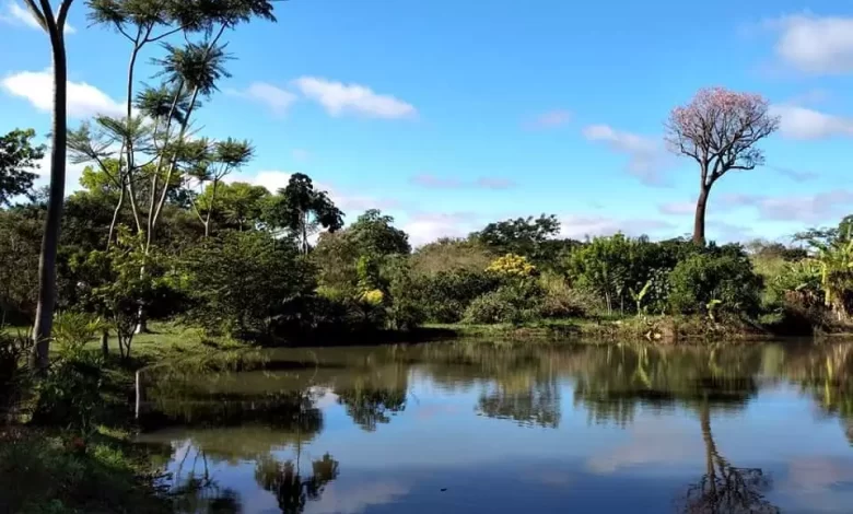 Campanha da Fraternidade volta a abordar ecologia em 2025