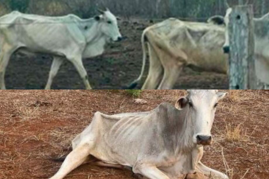 Ação do MPE tenta impedir nova mortandade de bovinos em fazenda de MS