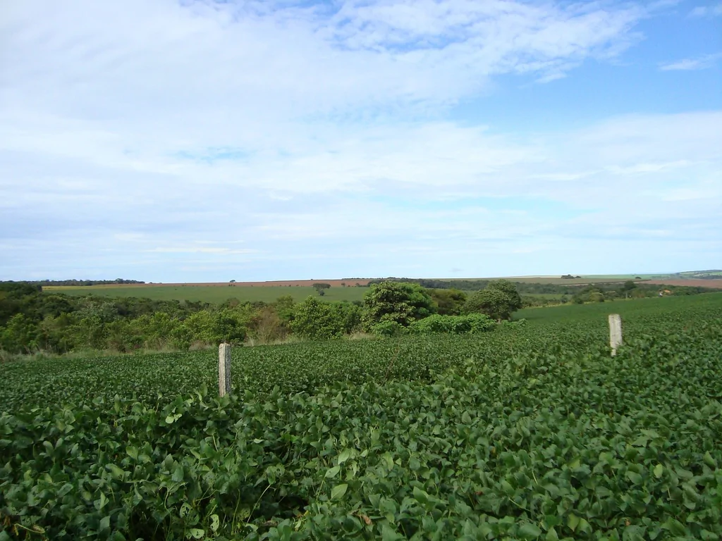 Cassilândia lidera produtividade de soja em Mato Grosso do Sul, aponta boletim da Famasul