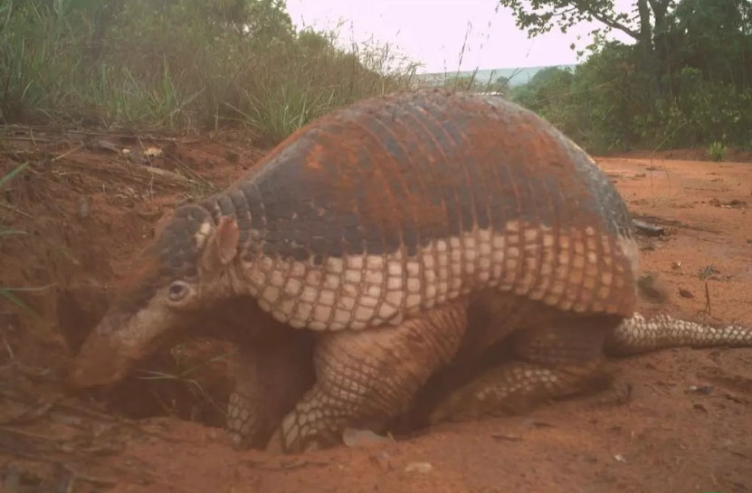 Maior que muito humano, tatu que se esconde em plantação é protegido até por gigante da celulose