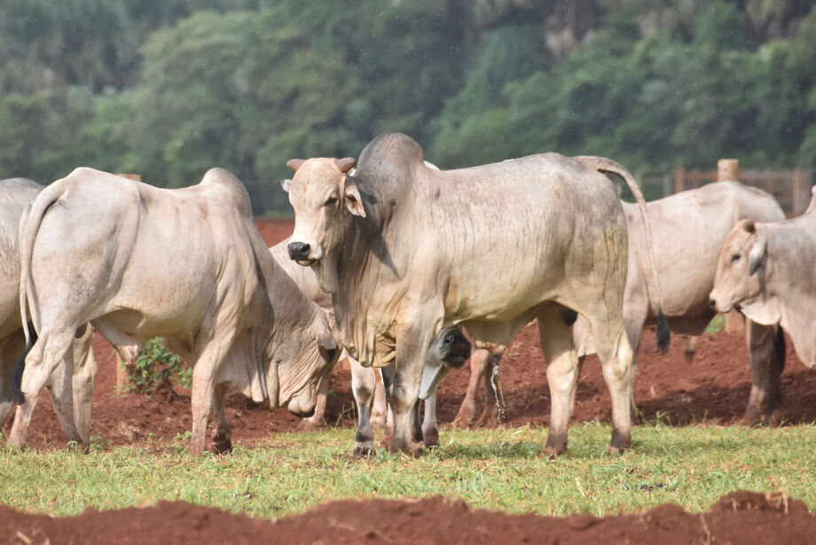 MS conquista status internacional de área livre de febre aftosa