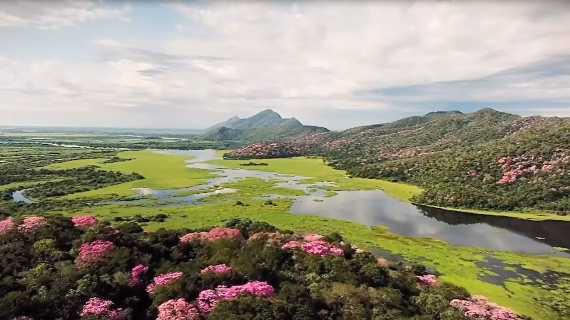 VÍDEO: Florada dos ipês no Pantanal de MS encanta e mostra a força do bioma