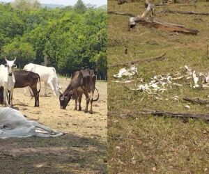 Fazendeiro é multado por maus-tratos a 500 cabeças de gado em MS