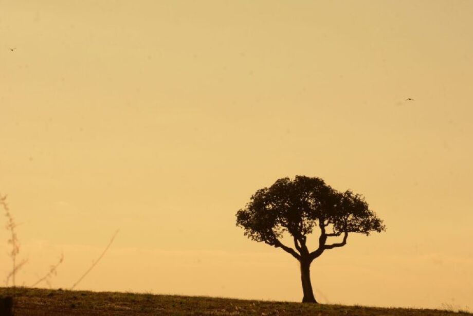 Mato Grosso do Sul não está entre mais afetados pela estiagem, diz pesquisa