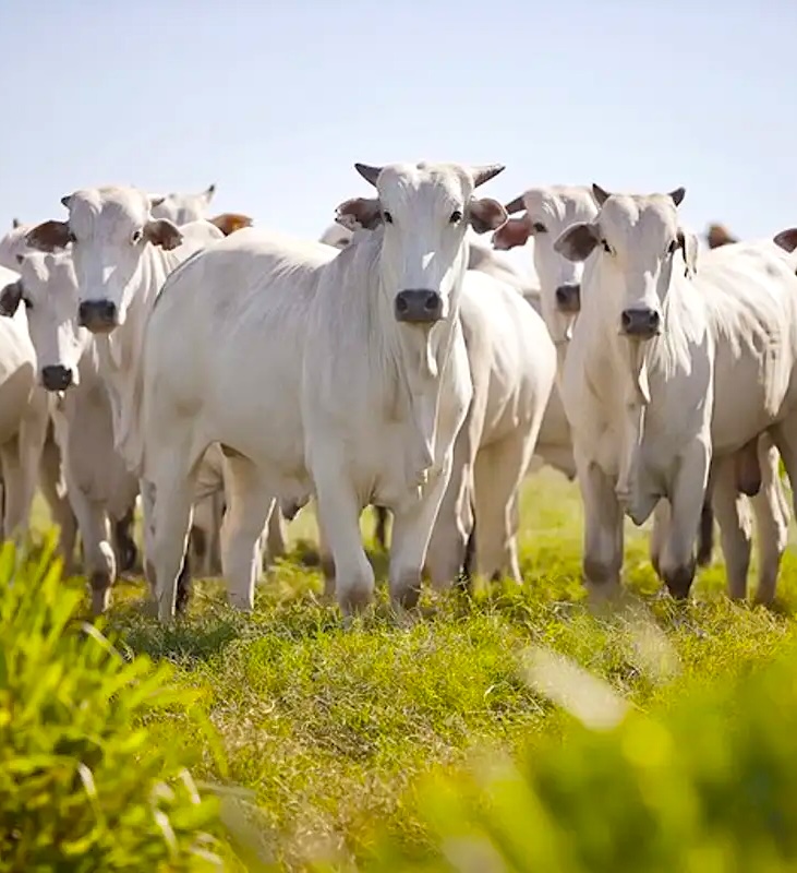 🐄 Segunda Etapa da Campanha de Declaração de Rebanho da Iagro vai até 1º de Dezembro