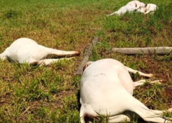 Poste de energia cai e seis vacas morrem eletrocutadas em fazenda de Três Lagoas