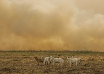 Brasil em chamas: Janeiro registra o dobro de focos de calor da média e acende alerta ambiental