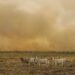 Brasil em chamas: Janeiro registra o dobro de focos de calor da média e acende alerta ambiental