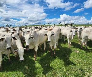 Golpe do Gado: Empresária perde R$ 60 mil em falsa venda de animais em Rio Verde de Mato Grosso