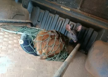 MEIO AMBIENTE: Resgate de animal silvestre mobiliza Polícia Ambiental em área urbana de Costa Rica