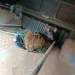 MEIO AMBIENTE: Resgate de animal silvestre mobiliza Polícia Ambiental em área urbana de Costa Rica
