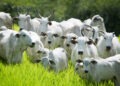 “O Ano da Cria”: Venda de bezerros deve liderar a rentabilidade do agronegócio em 2026