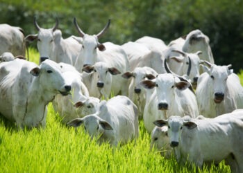 “O Ano da Cria”: Venda de bezerros deve liderar a rentabilidade do agronegócio em 2026