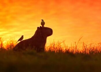 O “Safari Brasileiro” é aqui: Pantanal coloca MS na rota mundial dos melhores destinos de 2026