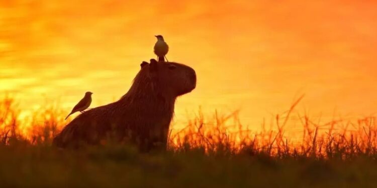 O “Safari Brasileiro” é aqui: Pantanal coloca MS na rota mundial dos melhores destinos de 2026