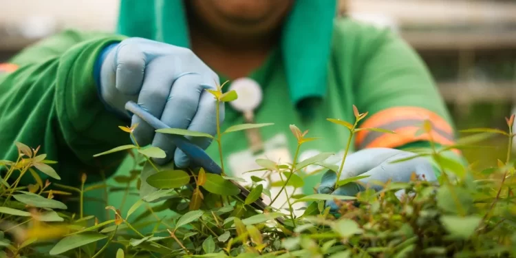 Setor de Papel e Celulose impulsiona geração de empregos formais em Mato Grosso do Sul