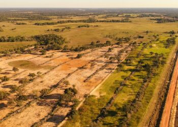Contramão Nacional: Enquanto desmatamento cai no país, Pantanal registra alta de 16,5%