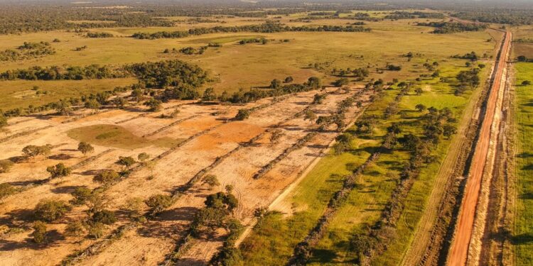 Contramão Nacional: Enquanto desmatamento cai no país, Pantanal registra alta de 16,5%