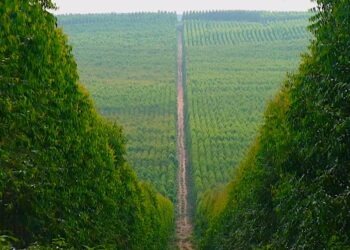 Florestas Plantadas: O “Ouro Verde” do Mato Grosso do Sul na Era da Bioeconomia