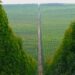 Florestas Plantadas: O “Ouro Verde” do Mato Grosso do Sul na Era da Bioeconomia