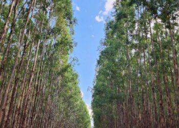 Roteiros de descarbonização na produção de celulose: da energia renovável às operações carbono-negativas
