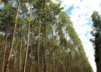 Celulose lidera exportações de Mato Grosso do Sul em janeiro