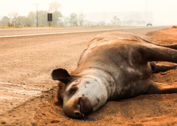 Atropelamentos de animais em MS: quem é responsável pelas mortes nas rodovias?