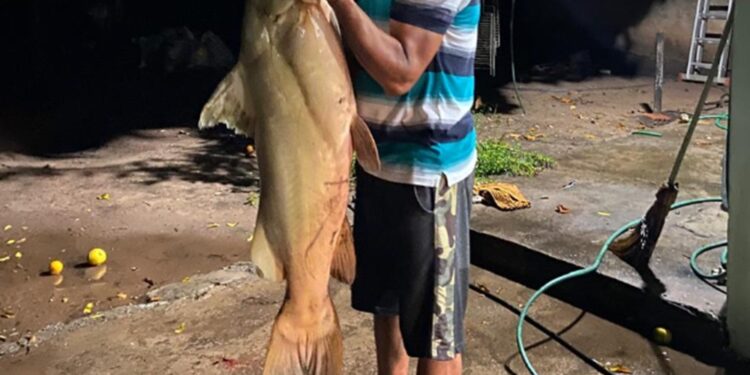 Gigante do Taquari: Servidor público fisga Jaú de 43 kg em Coxim