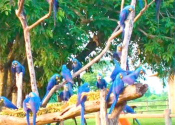 Fotográfo de MS registra ‘árvore’ de araras-azuis no Pantanal: ‘Cena incomum’