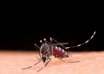 Alerta Sanitário em MS: Bonito confirma óbito por Chikungunya e Dourados vive epidemia
