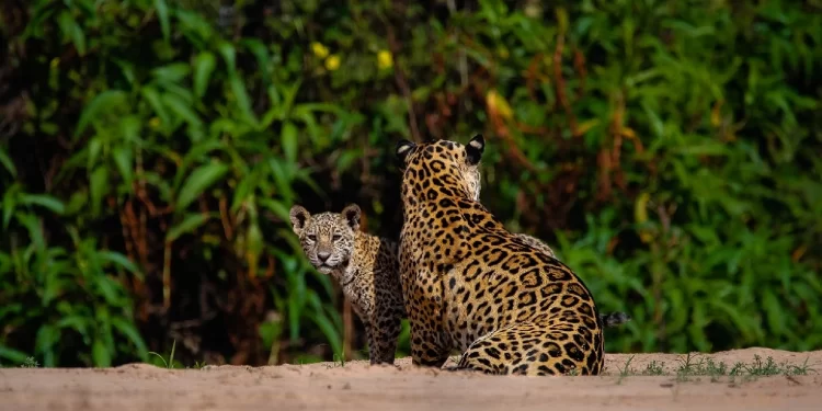No coração do Pantanal, COP15 coloca MS no debate global sobre espécies migratórias