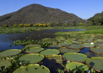 Mato Grosso do Sul é o único estado a implementar todos os instrumentos da governança climática