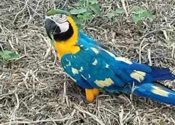 Mistério na Plumagem: Arara com manchas raras é avistada em fazenda de Paraíso das Águas