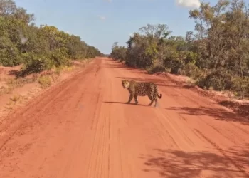 Flagrante na Estrada: Onça-pintada é avistada por motorista na região de Bela Alvorada