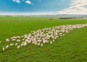 Equilíbrio no Curral: Mercado do boi gordo estabiliza com oferta ajustada à demanda em Mato Grosso do Sul e no Brasil
