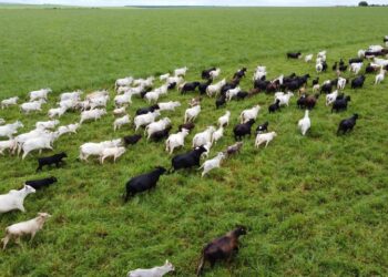 Alerta no Campo: Quase 40% dos produtores de MS ainda não declararam rebanho; prazo termina na segunda