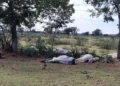 Alerta no Campo: Hipotermia mata 83 bovinos no Sul do estado após queda brusca de temperatura