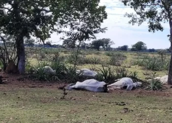 Alerta no Campo: Hipotermia mata 83 bovinos no Sul do estado após queda brusca de temperatura