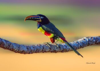 Mato Grosso do Sul leva biodiversidade e experiências de observação de aves ao AVISTAR 2026