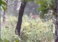 Olhar de Perto: Vaqueiros flagram onça-parda em plena luz do dia em fazenda do interior