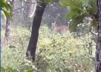 Olhar de Perto: Vaqueiros flagram onça-parda em plena luz do dia em fazenda do interior