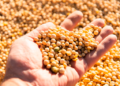 Costa Rica conquista 2º lugar no ranking de produtividade de soja de MS e alcança 76,91 sacas por hectare