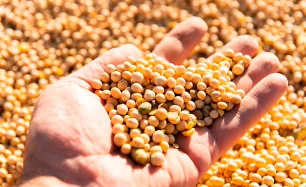 Costa Rica conquista 2º lugar no ranking de produtividade de soja de MS e alcança 76,91 sacas por hectare